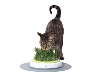 Catit Design Senses - Juego de Hierba para Gatos