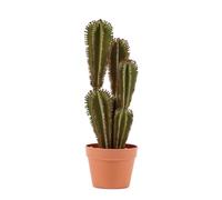 Nortene | Planta Artificial Cactus Euphorbia Suzannae 57,5 Cm Nortene | Plantas Artificiales Realistas | Planta Artificial para Hogar Y Oficina Decoración Interior Y Exterior