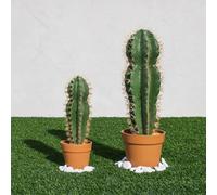 Catral Cactus STETSONIA CORYNE, hogar, Verde, 43 Cm