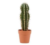 Nortene | Planta Artificial Cactus Stetsonia Coryne 64 Cm Nortene | Plantas Artificiales Realistas | Planta Artificial para Hogar Y Oficina Decoración Interior Y Exterior