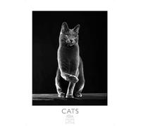 Cats schwarz-weiss Kalender 2026 - Wandkalender | Fotokalender Tier Grosses Format 59x42cm. - Katzenkalender | Perfekt für Katzenliebhaber und Tierfans