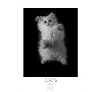 Cats Kalender 2026 schwarz-weiss 29x21cm - Katzenkalender | Perfekt für Katzenliebhaber und Tierfans