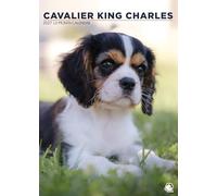 Cavalier King Charles Dog Calendario 2027, A3, a todo color, con espiral (CRU)