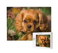 Cavalier King Charles Spaniel, Perros Marrones y rizados,Rompecabezas de Madera de 500 Piezas, Juego Familiar, Rompecabezas para Adultos, Adolescentes, decoración del hogar