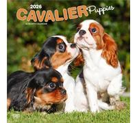 Cavalier King Charles Spaniel Puppies | Calendario mensual cuadrado de pared 2026 de 12 x 24 pulgadas (colgando) | Sin plástico | BrownTrout | Animales razas de perros cachorros