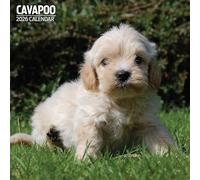 Cavapoo - Calendario tradicional 2026