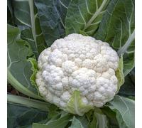 cavolfiore - rare antiche varietà copertura del terreno giardino 750semi