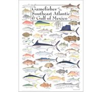 CBQZCHWDKT Marine Life Educational Poster - Gamefishes of the Southeast Atlantic & Gulf Coast, Birthday Gift for Kids, Bedroom or Office Wall Art(Unframed,16x24inch(40x60cm))