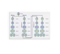 CBQZCHWDKT Mitosis and Meiosis Cell Division Biology Poster - Science Classroom Art, Visual Study Guide for Students & Teachers(Framed,12x18inch(30x45cm))