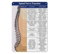 CBQZCHWDKT Spinal Cord and Nerve Functions Anatomy Chart Aluminum Sign Educational Poster for Chiropractic Office Clinic Physical Room Decor 8 X 12 Inch
