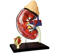 CCKUYT Modelo de anatomía 1: 1 órgano renal, un Total de 13 Piezas de órganos renales Humanos 15 9 11,5 cm
