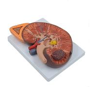 CCKUYT Modelo de anatomía Modelo anatómico de riñón Humano ampliado 3X Modelo de Enfermedad renal Modelo de riñón Modelo de órgano Humano con Base para Herramienta educativa