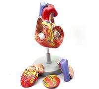 CCKUYT Modelo de anatomía, Modelos de corazón Humano, Herramientas de Estudio de Modelos 3D para anatomía y fisiología, corazón Normal anatomía Humana órganos internos Modelo de enseñanza médica
