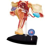 CCKUYT Modelo de anatomía Órgano Humano - Modelo de anatomía de órgano Femenino 1: 1 - Modelos médicos de 45 Piezas Desmontables