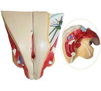 CCKUYT Modelo de Cuerpo Modelo de Sistema Reproductor Femenino - Material de PVC Modelo de órgano Humano Modelo de anatomía Humana - para Estudio Modelo de enseñanza, Educación ginecológica