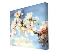 Ccretroiluminados Flor de Cerezo Cuadro con luz, Metacrilato, Multicolor, 60 x 60