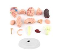 CCYLEZ Modelo Anatómico de Cerebro Humano Desmontado, Herramienta Educativa, Plástico Ligero y Colorido para Entrenamiento y Aprendizaje Médico, 1 ud.