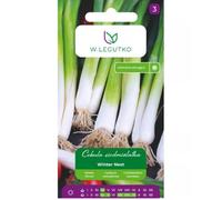 Cebolla de siete años Winter Nest - de múltiples brotes