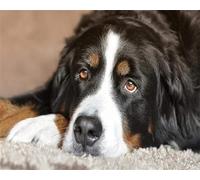 Cekog Lindo perro pastor Pintar por Numeros Adultos - Pintar con Pinceles y Pinturas Acrílicas Kit de Lienzo Cuadros por Numeros Para Pintar Pared del Hogar Decoración - 20x30cm con Marco