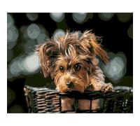Cekog Perro Yorkshire Pintar por Numeros Adultos - Pintar con Pinceles y Pinturas Acrílicas Kit de Lienzo Cuadros por Numeros Para Pintar Pared del Hogar Decoración - 40x50cm sin Marco