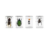 Celestron 44425 3D Bug Specimen Kit #5, Perfect for Entemology Enthusiasts, School Projects, Research or Gifts, Transparent Resin