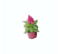 Celosía Planta Exótica con Flores de Fuego - ¡Haz que tu Jardín Brille!