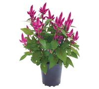 Celosia PREMIUM Planta con Flores Mix Color Planta Natural