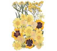 CENPEK Flores prensadas secas Flores secas Naturales Flores prensadas Reales Flores secas Coloridas para joyería de Resina Nail Art Craft DIY (Amarillo)