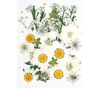 CENPEK Flores prensadas secas Flores secas Naturales Flores prensadas Reales Flores secas Coloridas para joyería de Resina Nail Art Craft DIY (Blanco)