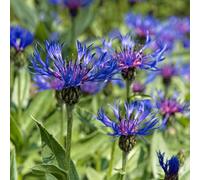 Centaurea Montana - Planta de borde de azulejo para jardín exterior