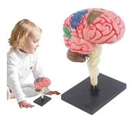 Cerebro arterial - Modelo cerebral para la enseñanza | Modelo anatómico del cerebro, modelo de enseñanza con base de pantalla | Cerebro arterial codificado por colores, modelo de enseñanza de anatomía