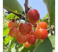 cerezo de jardín rocas lugares soleados plurianual en espaldera 200semillas