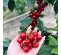 cerezo - de jardín rocas otoño Adecuado al aire libre oficina 20semillas