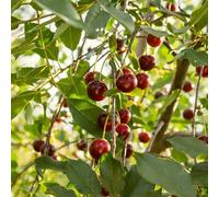 cerezo - de otoño ornamental plurianual fácil mantener huerta 220semillas