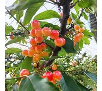 cerezo decoración de jardín fácil cuidar rocas huerta 90semillas