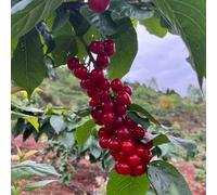 cerezo en crecimiento natural decoraciones de otoño jardín 20semillas