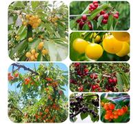 cerezo - exótico verdes fácil de cuidar huerta jardín rocas 100semillas