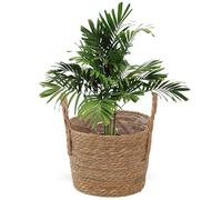 Cesta trenzada para plantas - Maceta de paja con asas resistentes, cesta decorativa natural, elegante soporte para jarrones | Uso en balcón, casa, jardín, patio, terraza, césped