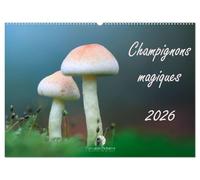 Champignons magiques (Calendrier mural 2026 DIN A2 vertical), CALVENDO calendrier mensuel: Un calendrier fascinant qui met en lumière, mois après ... et la beauté mystérieuse des champignons.