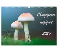 Champignons magiques (Calendrier mural 2026 DIN A3 vertical), CALVENDO calendrier mensuel: Un calendrier fascinant qui met en lumière, mois après ... et la beauté mystérieuse des champignons.