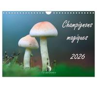 Champignons magiques (Calendrier mural 2026 DIN A4 vertical), CALVENDO calendrier mensuel: Un calendrier fascinant qui met en lumière, mois après ... et la beauté mystérieuse des champignons.