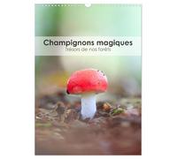 Champignons magiques - Trésors de nos forêts (Calendrier mural 2026 DIN A3 horizontal), CALVENDO calendrier mensuel: Découvrez la diversité fascinante ... notre calendrier " Champignons magiques ".