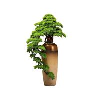 changgengyi árbol bonsái, Decoración de Villa Hotel pie en Maceta Pino(Brown,L)