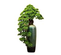 changgengyi árbol bonsái, Decoración de Villa Hotel pie en Maceta Pino(Green,M)