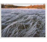 Chased by the Light: Revisited After the Storm