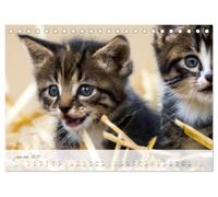 Chatons trop mignons (Calendrier de bureau 2027 DIN A5 vertical), CALVENDO Calendrier Mensuel