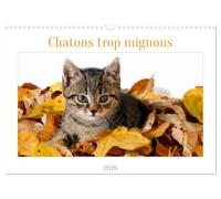 Chatons trop mignons (Calendrier mural 2026 DIN A3 vertical), CALVENDO calendrier mensuel: Les premières semaines des chatons