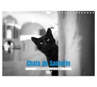 Chats de santorin princes d oia en noir: Quelques portraits de chats cr