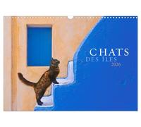 Chats des îles (Calendrier mural 2026 DIN A3 vertical), CALVENDO calendrier mensuel: De belles photos de la magie et de l'âme des chats dans les îles grecques