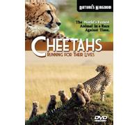 Cheetahs Running for their Lives